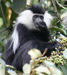WILDLIFE VIEWING IN KENYA AND RWANDA - August 9 to 18, 2019 a program of the stanford alumni association