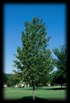 2019 Boulevard Tree List - Minot Park District