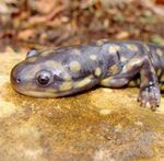 Uk biomass imports threaten global biodiversity - We are in the midst of a global biodiversity crisis, caused mainly by changes in land and sea ...