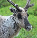 Uk biomass imports threaten global biodiversity - We are in the midst of a global biodiversity crisis, caused mainly by changes in land and sea ...