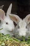 BYE BYE CAGES! The legality of an EU ban on the sales of meat and eggs produced from caged animals including imported food - Eurogroup for Animals