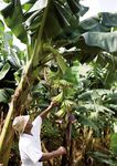 The Banana a fruiT living on Borrowed Time - BTC Trade for developmenT