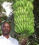 The Banana a fruiT living on Borrowed Time - BTC Trade for developmenT