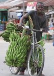 The Banana a fruiT living on Borrowed Time - BTC Trade for developmenT
