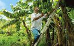 The Banana a fruiT living on Borrowed Time - BTC Trade for developmenT