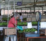 The Banana a fruiT living on Borrowed Time - BTC Trade for developmenT