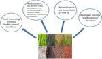 Extraction, characterization, quantification, and application of volatile aromatic compounds from Asian rice cultivars