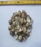 The Effects of Using Ground Cockle Seashells as an Additive for Mortar in Peat Environment - Jurnal UGM