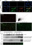 JBC Papers in Press. Published on January 9, 2020 as Manuscript RA119.011319