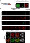 JBC Papers in Press. Published on January 9, 2020 as Manuscript RA119.011319