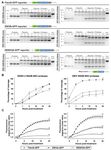 JBC Papers in Press. Published on January 9, 2020 as Manuscript RA119.011319