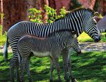 STRATEGIC PLAN 2015-2020 - 40+ YEARS OF SAVING AND PROTECTING SPECIES - TORONTO ZOO
