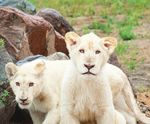 STRATEGIC PLAN 2015-2020 - 40+ YEARS OF SAVING AND PROTECTING SPECIES - TORONTO ZOO