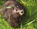 STRATEGIC PLAN 2015-2020 - 40+ YEARS OF SAVING AND PROTECTING SPECIES - TORONTO ZOO