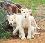 STRATEGIC PLAN 2015-2020 - 40+ YEARS OF SAVING AND PROTECTING SPECIES - TORONTO ZOO