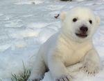 STRATEGIC PLAN 2015-2020 - 40+ YEARS OF SAVING AND PROTECTING SPECIES - TORONTO ZOO