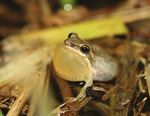 STRATEGIC PLAN 2015-2020 - 40+ YEARS OF SAVING AND PROTECTING SPECIES - TORONTO ZOO
