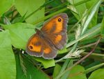 THE BUTTERFLIES OF BREDFIELD - An annotated list of butterflies that may be seen in the vicinity of Bredfield.