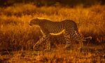 ANNUAL PRINT EXHIBITION 2022 - Winchester Photographic Society