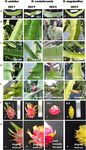 Distinguishing three Dragon fruit (Hylocereus spp.) species grown in Andaman and Nicobar Islands of India using morphological, biochemical and ...