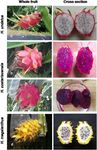 Distinguishing three Dragon fruit (Hylocereus spp.) species grown in Andaman and Nicobar Islands of India using morphological, biochemical and ...