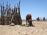 EMERGENCY CASH AND COVID-19 - Lessons from Namibia - Namibia drought 2013-14 and Emergency Cash grant 2020 - Rev. Dr. Claudia & Rev. Dr. Dirk Haarmann