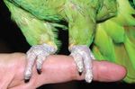 Clinical Results WITH SELECTED COMPLEMENTARY THERAPIES IN BIRDS