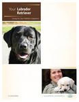 Labrador Retrievers: What a Unique Breed!
