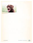 Labrador Retrievers: What a Unique Breed!