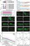 O-glycosylation of the extracellular domain of pollen class I formins modulates their plasma membrane mobility
