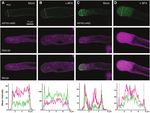 O-glycosylation of the extracellular domain of pollen class I formins modulates their plasma membrane mobility