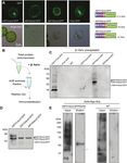 O-glycosylation of the extracellular domain of pollen class I formins modulates their plasma membrane mobility