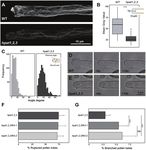 O-glycosylation of the extracellular domain of pollen class I formins modulates their plasma membrane mobility