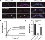 O-glycosylation of the extracellular domain of pollen class I formins modulates their plasma membrane mobility