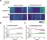 O-glycosylation of the extracellular domain of pollen class I formins modulates their plasma membrane mobility