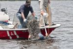 Riding the Oyster Highway - Storm recovery - Page 3 Good striper news - Page 6 Oyster study- Page 7 - CCA NC
