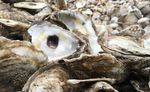 Riding the Oyster Highway - Storm recovery - Page 3 Good striper news - Page 6 Oyster study- Page 7 - CCA NC