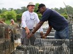 Riding the Oyster Highway - Storm recovery - Page 3 Good striper news - Page 6 Oyster study- Page 7 - CCA NC