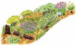Attracting Pollinators to Your Garden Using Native Plants