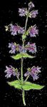 Attracting Pollinators to Your Garden Using Native Plants