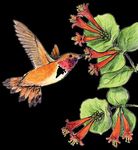 Attracting Pollinators to Your Garden Using Native Plants