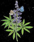 Attracting Pollinators to Your Garden Using Native Plants