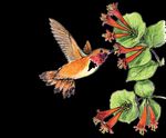 Attracting Pollinators to Your Garden Using Native Plants