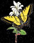 Attracting Pollinators to Your Garden Using Native Plants