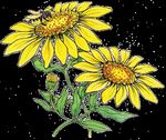 Attracting Pollinators to Your Garden Using Native Plants