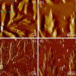 PH- and concentration-dependent supramolecular self-assembly of a naturally occurring octapeptide - Beilstein Journal of Organic Chemistry