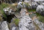 Dynamics of Supralittoral Freshwater Rock Pools in the Gulf of Maine Stephen Levas - Cornell University Senior Honors Thesis College of ...