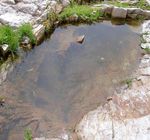 Dynamics of Supralittoral Freshwater Rock Pools in the Gulf of Maine Stephen Levas - Cornell University Senior Honors Thesis College of ...