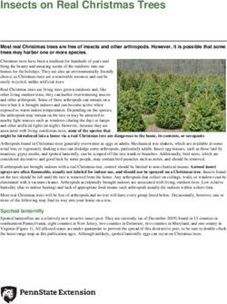 Insects on Real Christmas Trees - Penn State Extension
