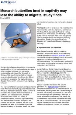 Monarch butterflies bred in captivity may lose the ability to migrate, study finds - Phys.org